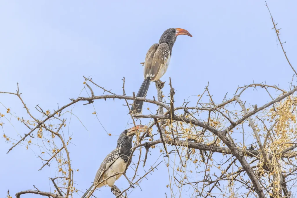 Monteiro's Hornbills Image 