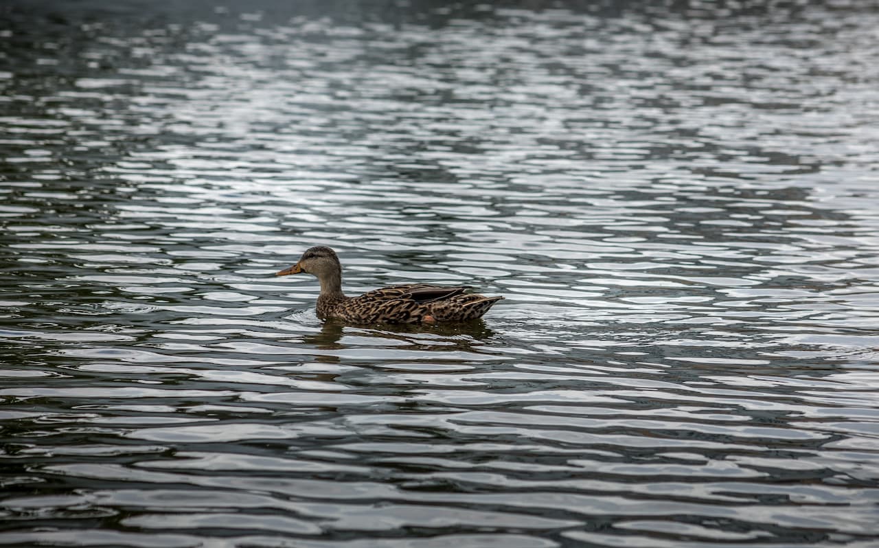 A Mottled Duck Swimming