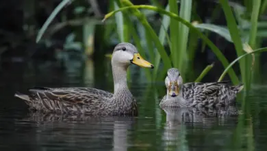 A Pair Of Mottled Ducks Swims On The Water