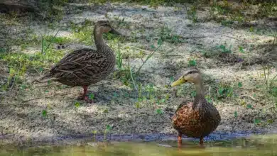 Two Mottled Ducks Near The Water