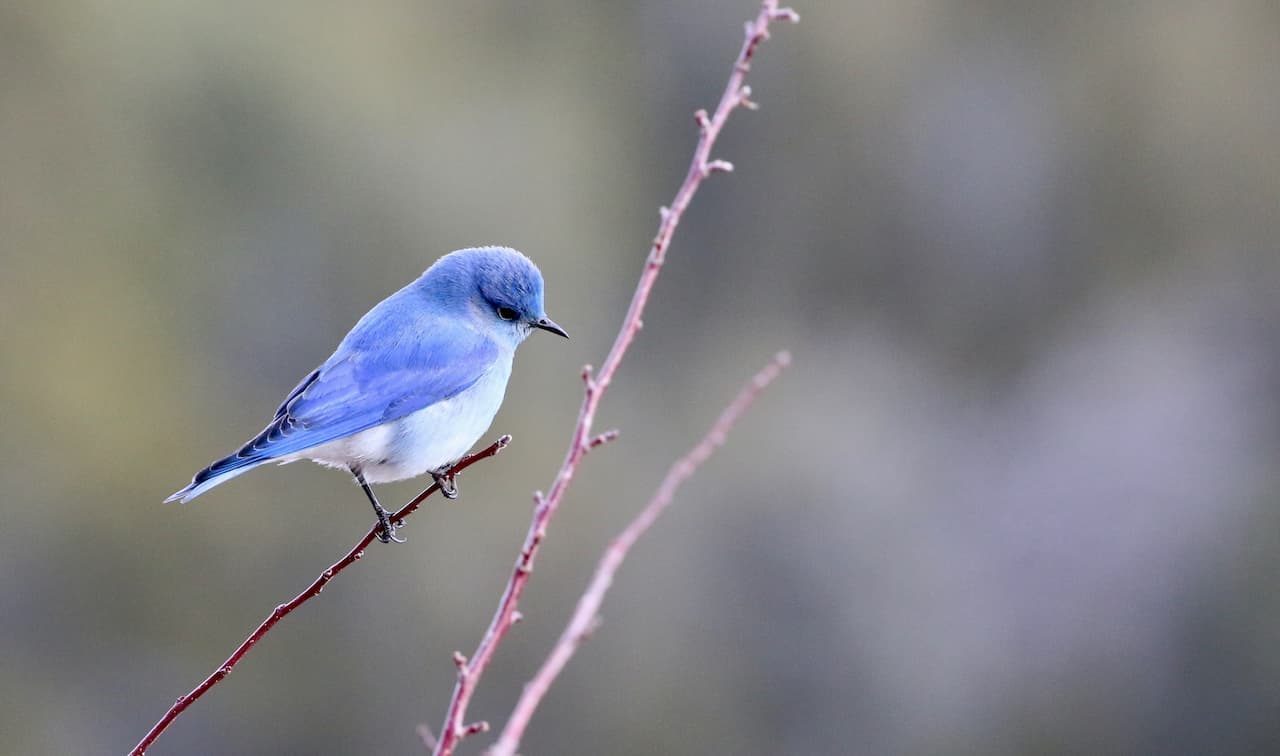 A Mountain Bluebird is watching the surroundings from a nearby tree.