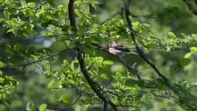 Mountain Finches Resting Into The Woods