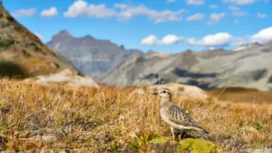 The Mountain Plover On The Ground