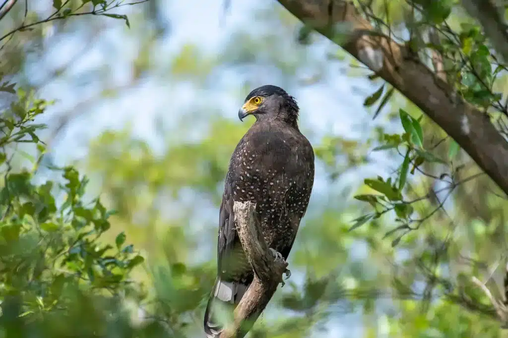 Mountain Serpent Eagles 