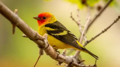 Mountain Tanager Photo On A Tree