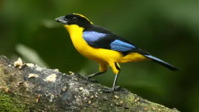 Mountain Tanagers Eating Food On The Wood