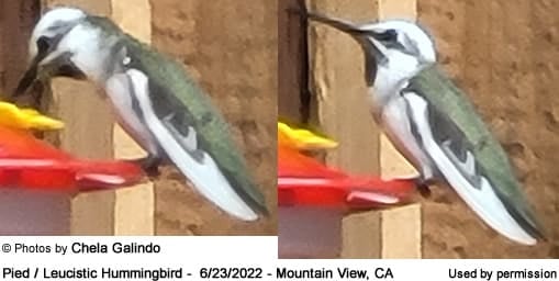 Pied Hummingbird photographed in Mountain View, California - May 2022