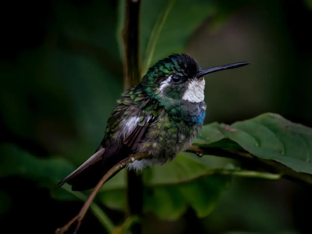 The Mountaingems Perched On A Leaves