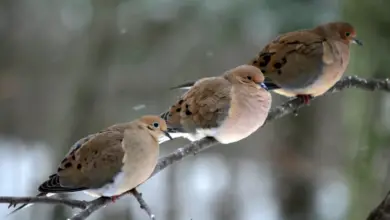 Mourning Doves On A Wooden Fence
