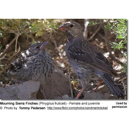 Mourning Sierra Finches (Phrygilus fruticeti) - Female and juvenile