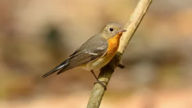 Mugimaki Flycatchers