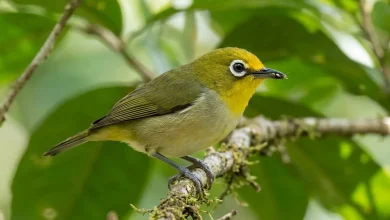 Mukojima White-eyes (Apalopteron familiare familiare)