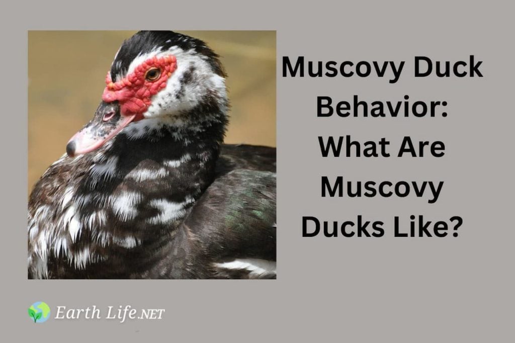 Muscovy Duck Behavior