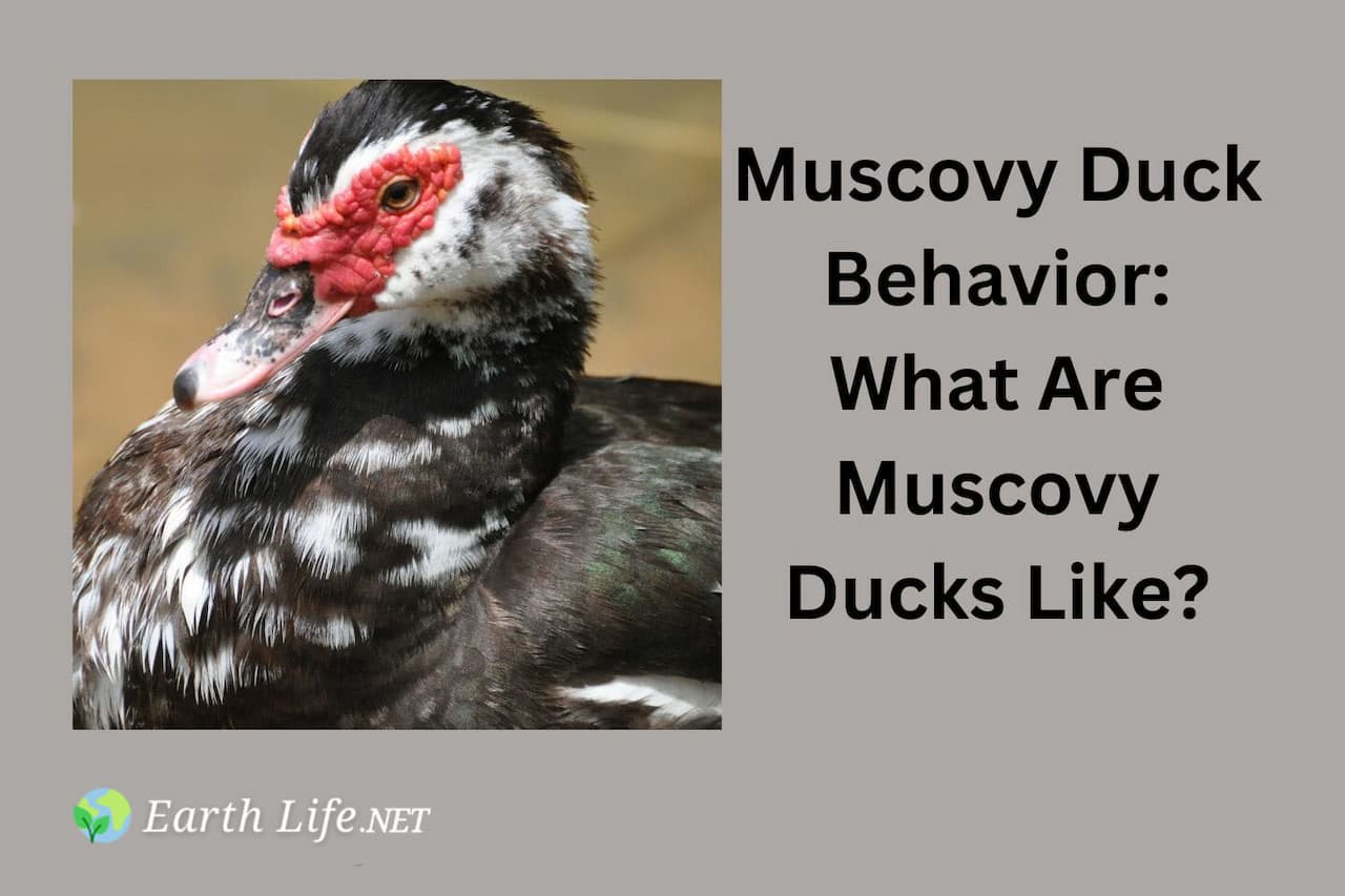 Muscovy Duck Behavior