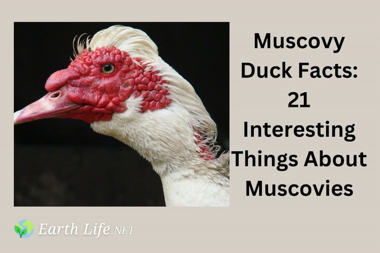 Muscovy Duck Facts 21 Interesting Things About Muscovies