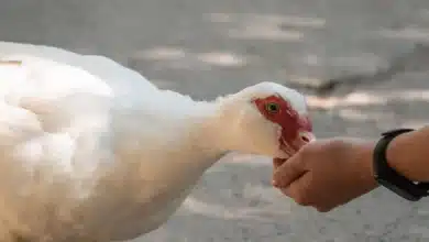 Muscovy Duck Feeding