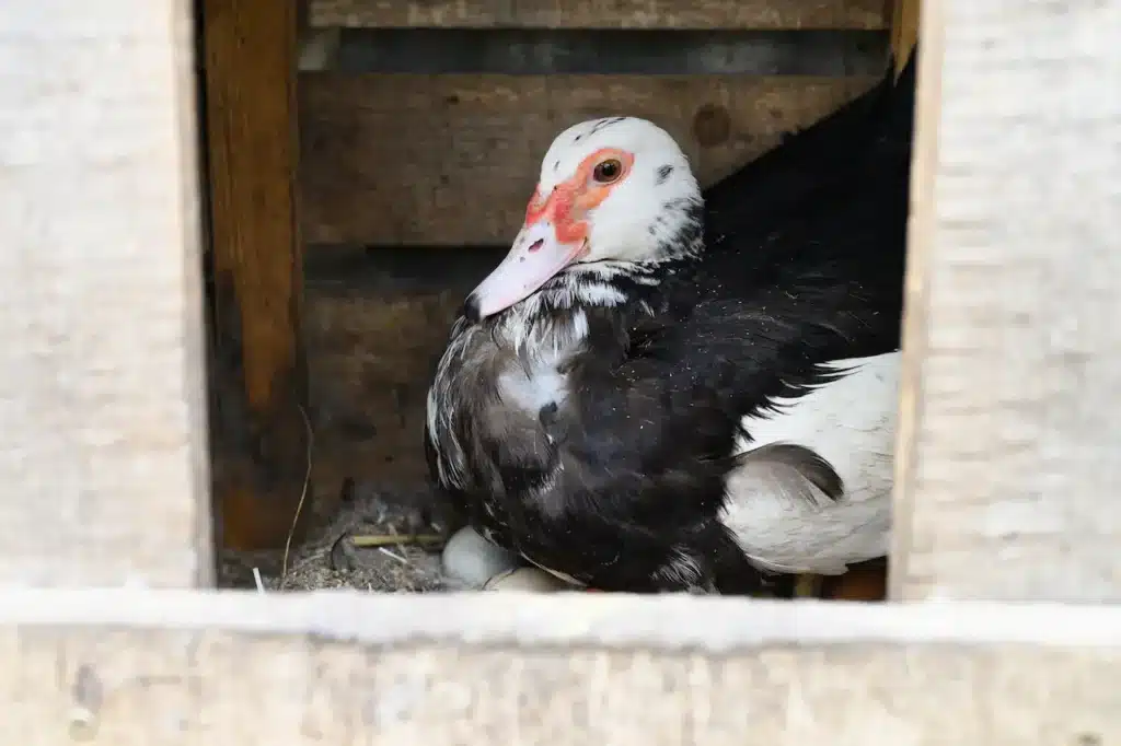 Muscovy Duck Housing Ideas 