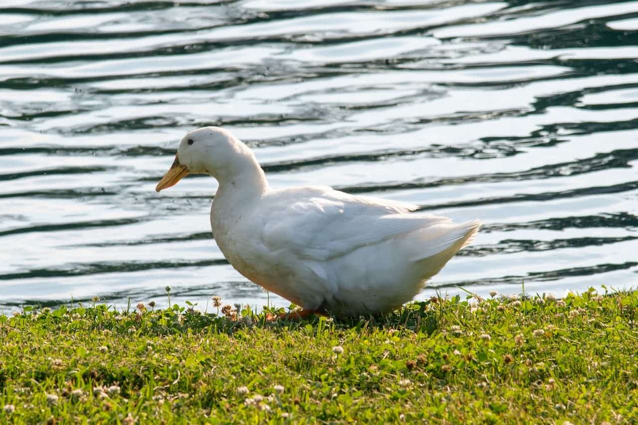 Muscovy vs Pekin Duck Differences Explained