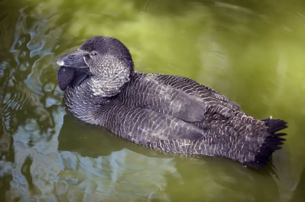 A Musk Duck Floating in the Water