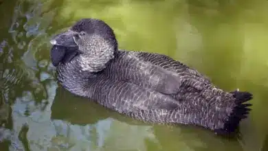 A Musk Duck Floating in the Water
