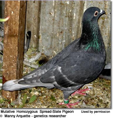 Globally unique mutative Spread-Slate cock split for Dominant Opal Pigeon