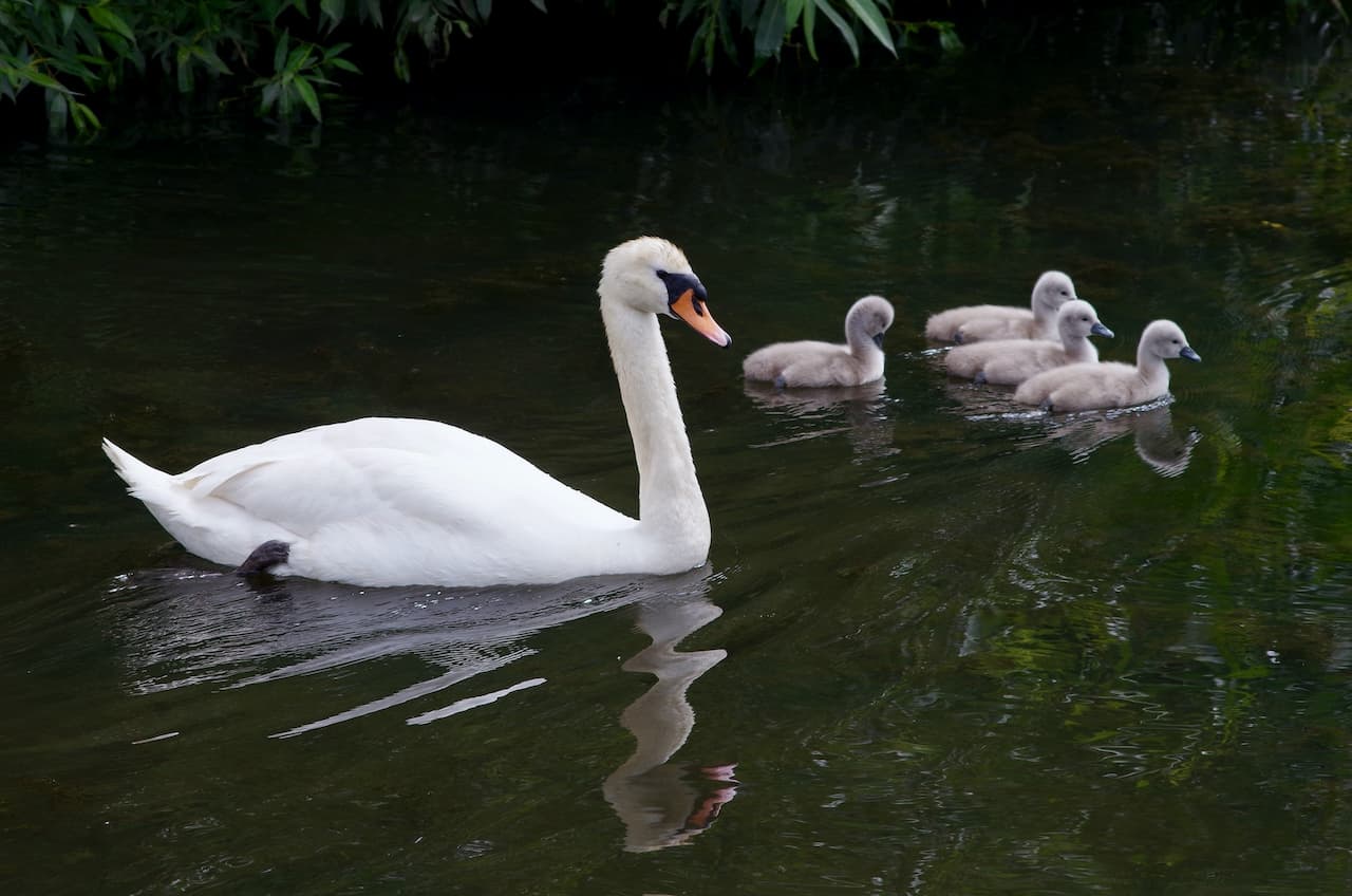 A Mother Mute Swan With Its Baby In the Lake