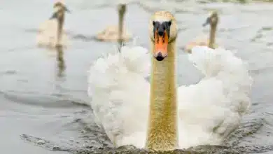 A Group of Mute Swan in the Lake