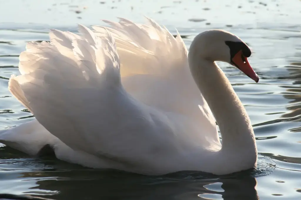 Closeup Image of Mute Swan 