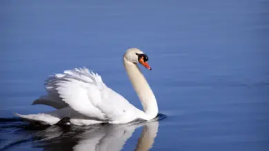 White Swan in the Water Mute Swan Photos