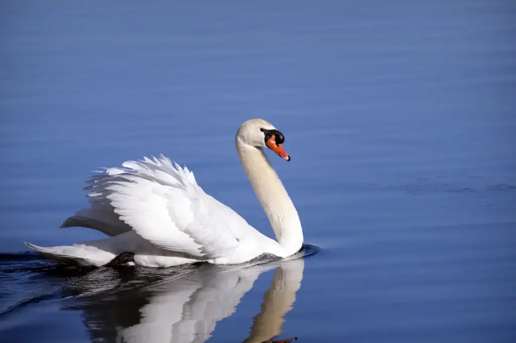 Mute Swan Swimming 