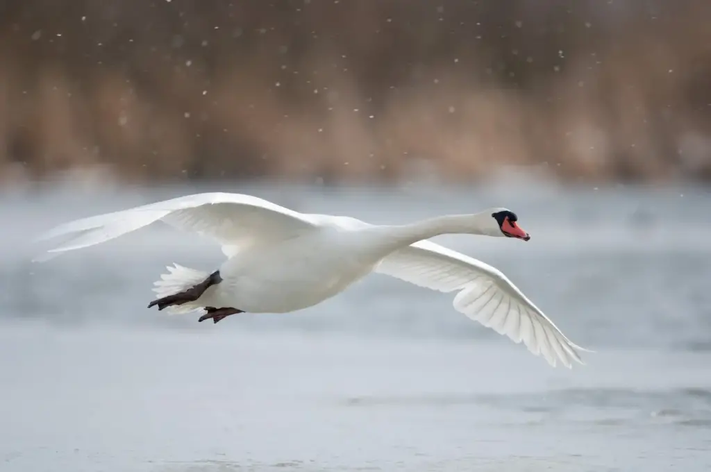 Mute Swan is on Flight