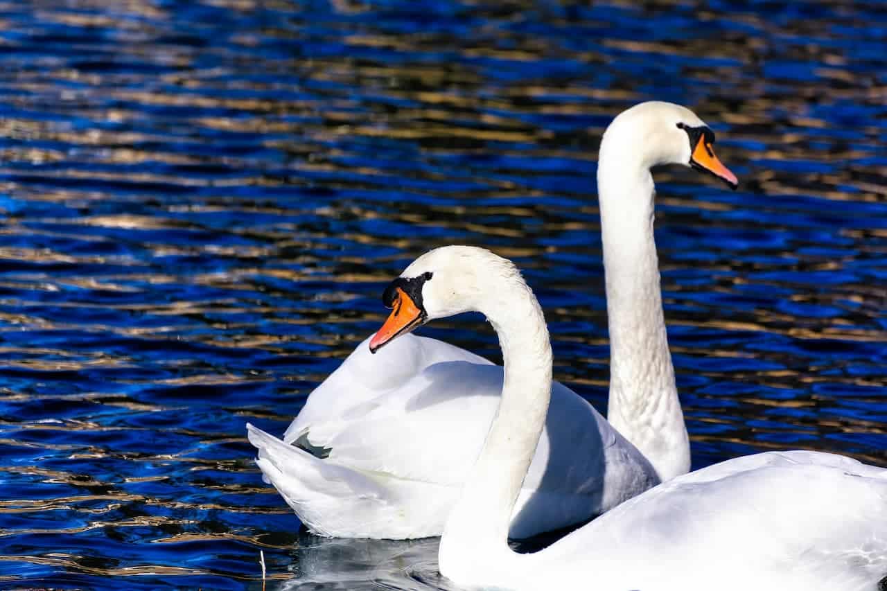 Two Mute Swans In The Water
