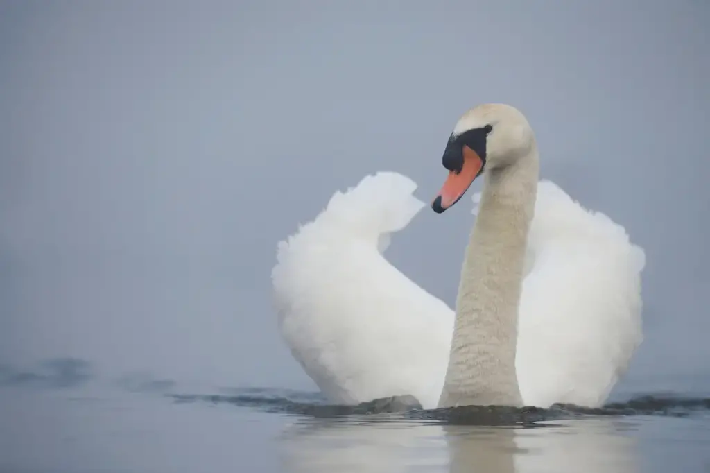 Mute Swans Floating on Water 