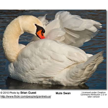 Mute Swan - Cygnus atratus