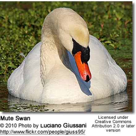 Mute Swan - Cygnus atratus