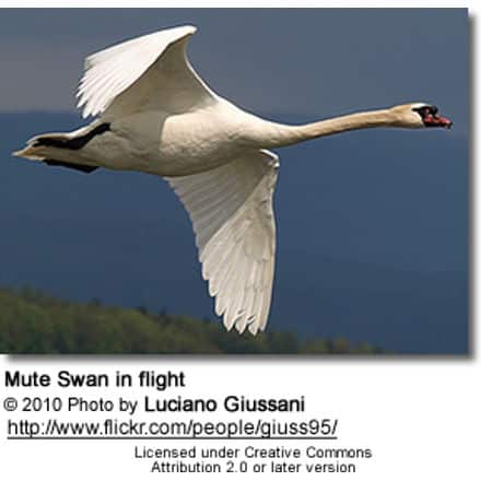 Mute Swan in flight - Cygnus atratus
