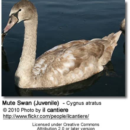 Mute Swan (Juvenile) - Cygnus atratus