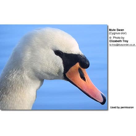 Mute Swans - Cygnus atratus