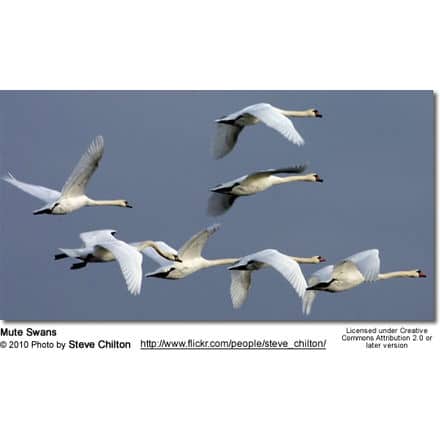 Mute Swans - Cygnus atratus - in flight