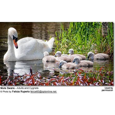 Mute Swan: Adult and Cygnets