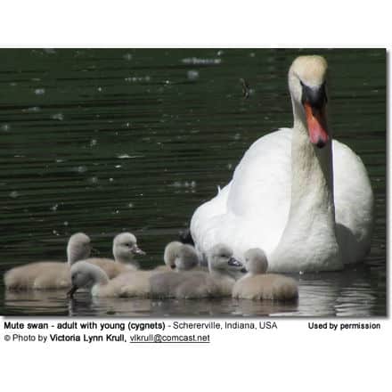 Mute swan - adult with young (cygnets)