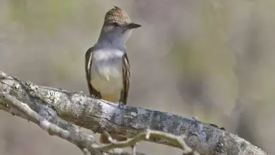 Ash-throated Flycatcher Perched on Tree Myiarchus