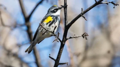 A Bird Perched in the Tree, Myrtle Warblers