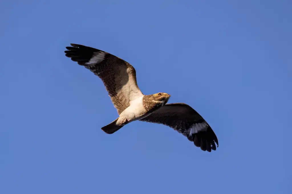 Nacunda Nighthawks Flying in the Air