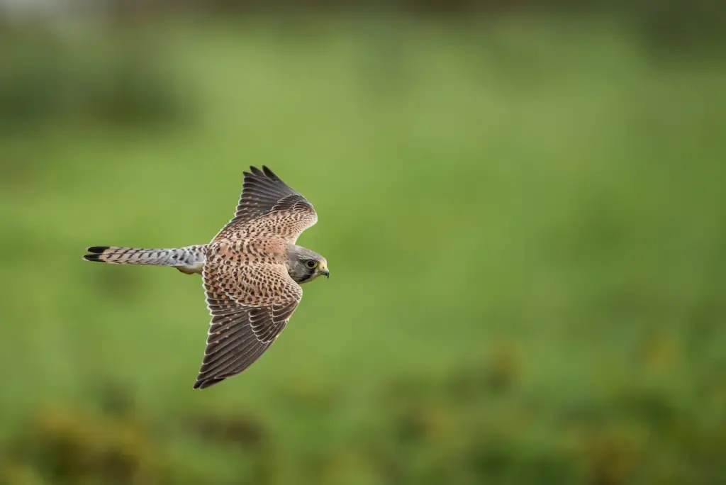 A Flying Nankeen Kestrel