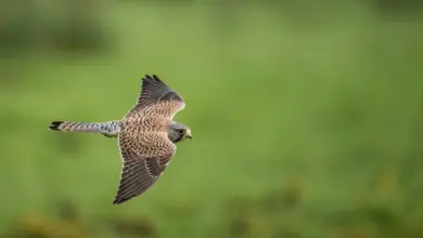 A Flying Nankeen Kestrel