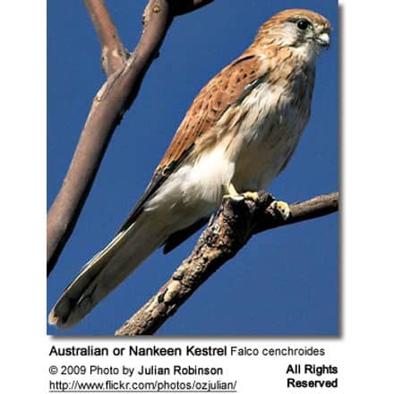 Australian Kestrel or Nankeen Kestrel Falco cenchroides