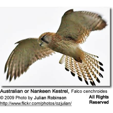 Australian Kestrel or Nankeen Kestrel (Falco cenchroides)