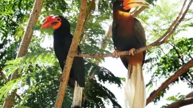 Narcondam Hornbills on a Tree