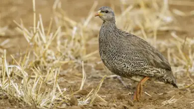 Natal Spurfowl Looking For Food